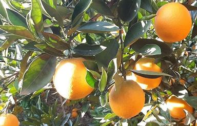 باغ 150 متری در تراجیکلای بابل