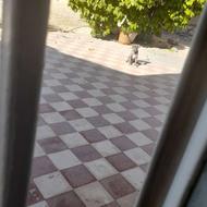 سگ نژاد کنکورسو 3ماه واگذاری