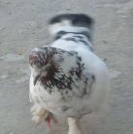 جفت کله دم سبز پرشی