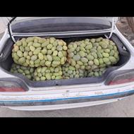 انبه بلوچستان