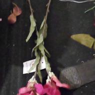گلهای پارچه ای