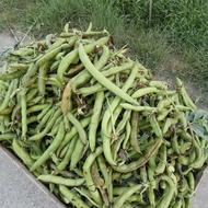 باقلا سبز عالی