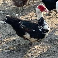 فروش یک اردک اسراییلی نر 1ساله نیمه