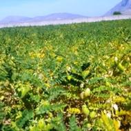 کشت مشارکتی زمین برای نخود