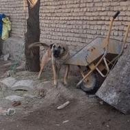 واگذاری ماده عراقی نسلدار