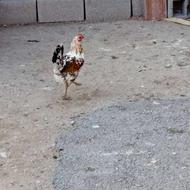 مرغ گلین لری اصل