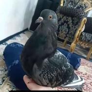 کفتر گم. شده