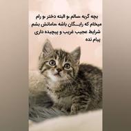 واگذار رایگان گربه ماده 3ماهه