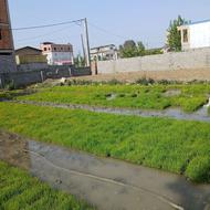 نشا شالی طارم هاشمی