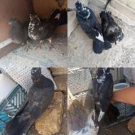 کبوتر شازده زاغ ابلق