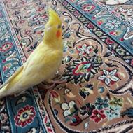 جوجه عروس هلندی لوتینونباتی