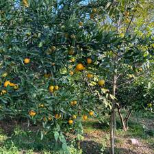 زمین داخل بافت مسکونی شکتا200متر 