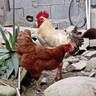یک عدد مرغ و خروس محلی فروشی