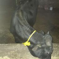 فروش 3 راس گوساله نر و 2 راس گاو گوشتی