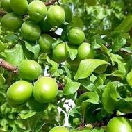 آلوچه محلی ترش ابدار