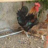 خروس سالم و سر حال ، رنگ کمیاب
