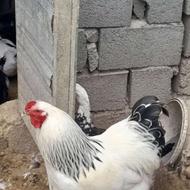 خروس برهمایی