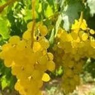 گوگرد مایعپایه پتاسه