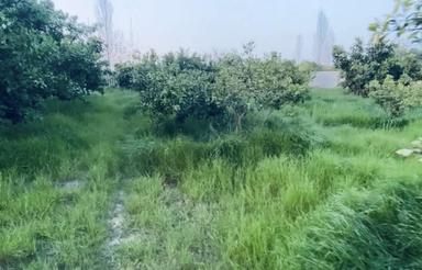 فروش باغ مرکبات 6000 متری + چاه آب واقع در گتاب بالامرزبال