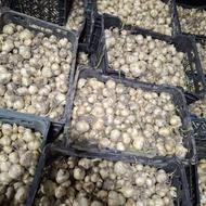 موسیر تازه