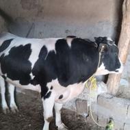 گاو گوساله نر پرورای