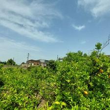 زمین مسکونی 200 متر دیوکتی