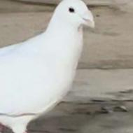 گمشده سفید دم حلبی