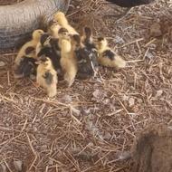 جوجه اردک نژاد عالی