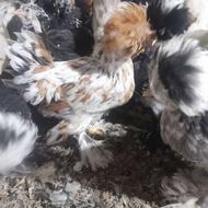 فروش نیمچه مرغ سلطان