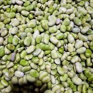 باقالی باقلا تازه چین