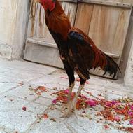 مرغ و خروس لاری