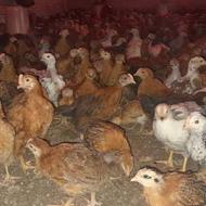 فروش جوجه محلی درب مرغداری