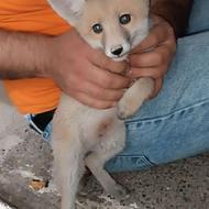واگذاری dog fox