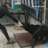 واگذاری ژرمن بلک نر اصیل