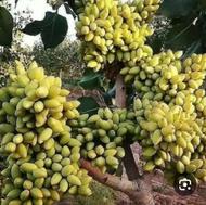 پیوند وپیوندک پسته رفسنجانی