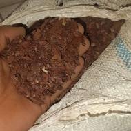 خرید و فروش عمده جفت بلوط