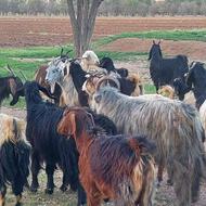 بز کهره دار