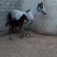 مادیون وکره