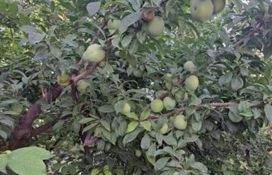 باغچه چهاردیواری شده