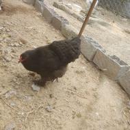 مرغ برهما بلک