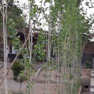کارگر ساده