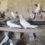کبوتر پتی ولا کابلی