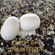 تجهیز سالن قارچ با اموزش کامل