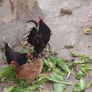 مرغ و خروس