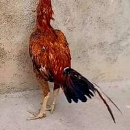 خروس و مرغ لاری