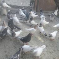 30 تا کفتر بوم