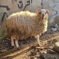 فروش گوسفند نر تخمی