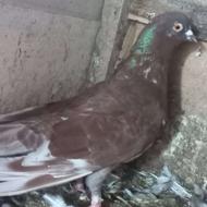 فروش چند عدد نر