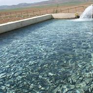 نیاز به سرمایه گذار پرورش ماهی