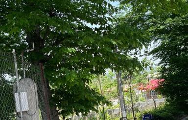 850جنگلی بعد شکتا سنگ بن/دنج